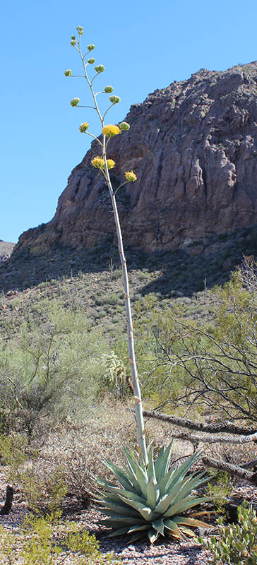  Agave deserti ssp.simplex